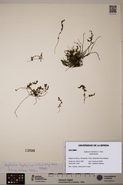 Asplenium triphyllum [Espécimen: ULS:ULS:0023991]