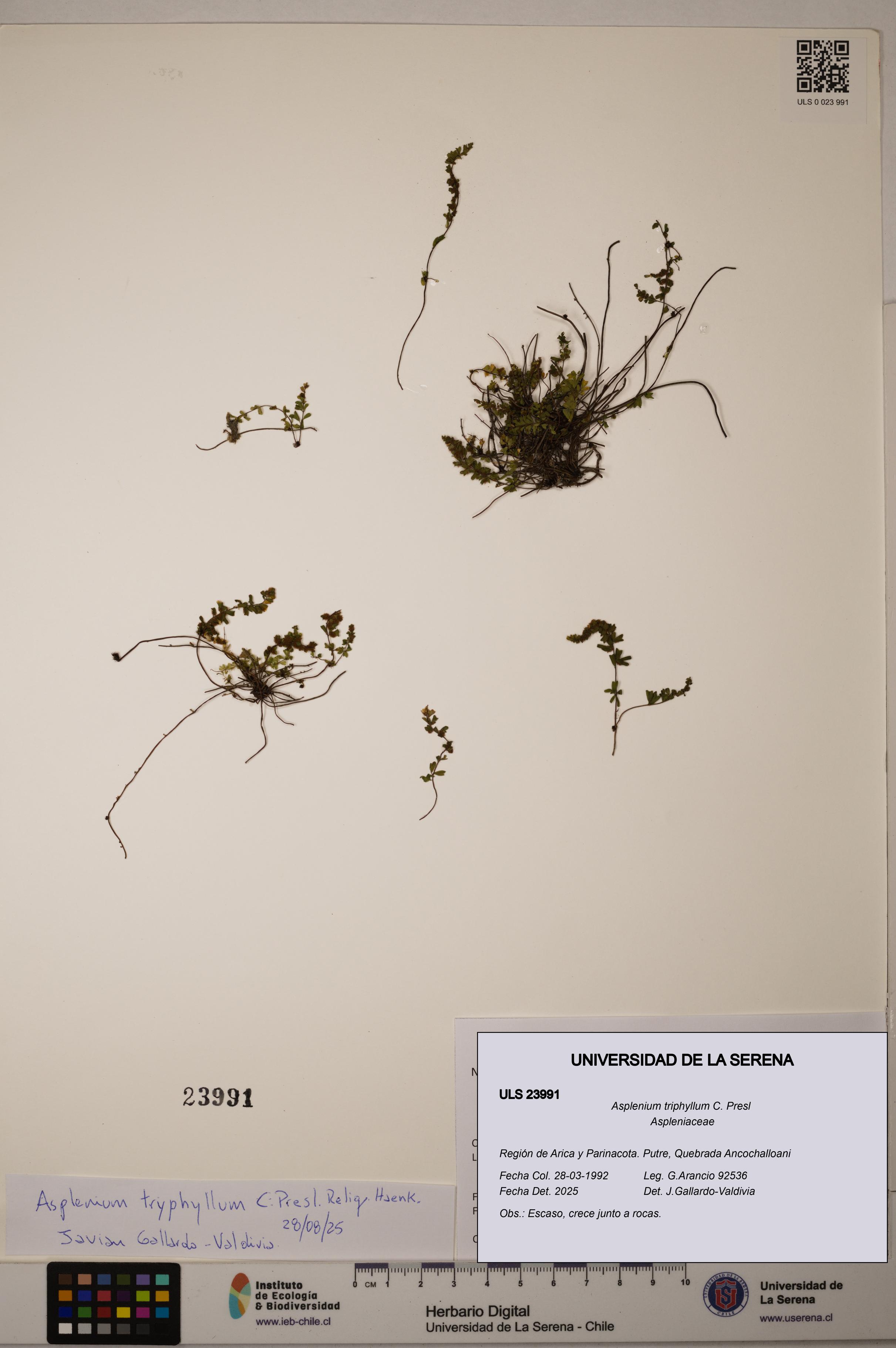 Asplenium triphyllum [Espécimen: ULS:ULS:0023991]