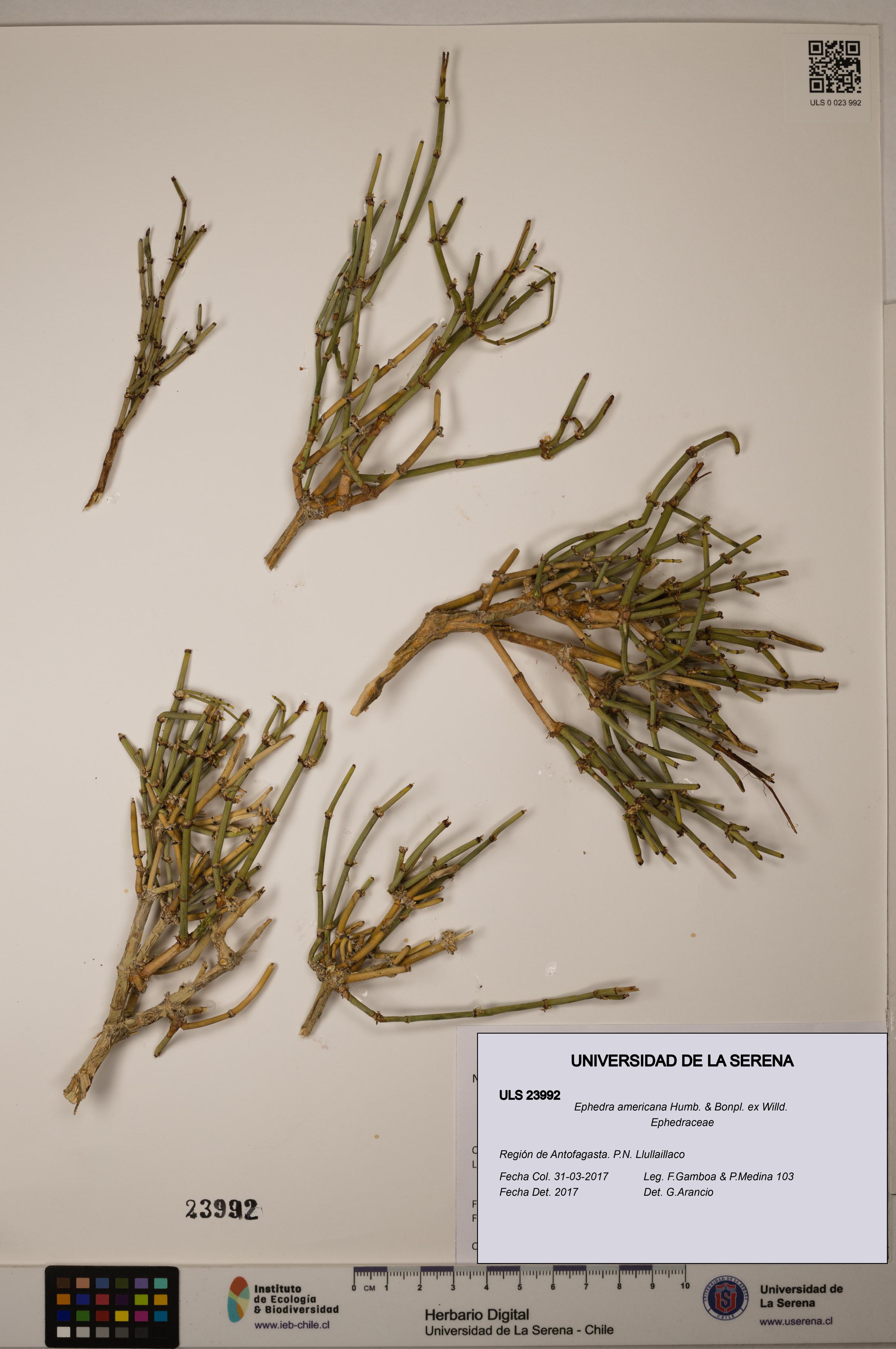 Ephedra americana [Espécimen: ULS:ULS:0023992]
