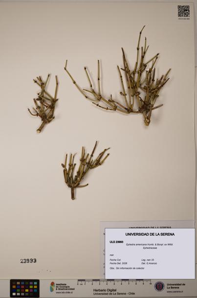 Ephedra americana [Espécimen: ULS:ULS:0023993]