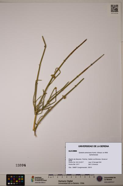 Ephedra americana [Espécimen: ULS:ULS:0023994]
