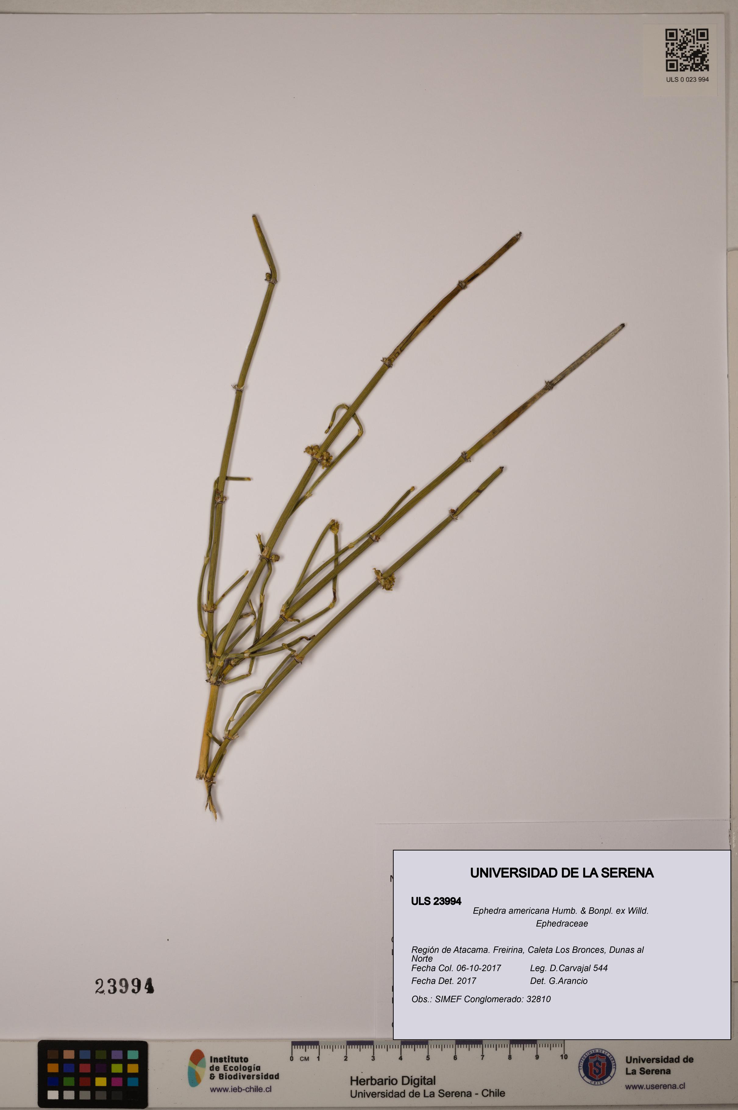 Ephedra americana [Espécimen: ULS:ULS:0023994]