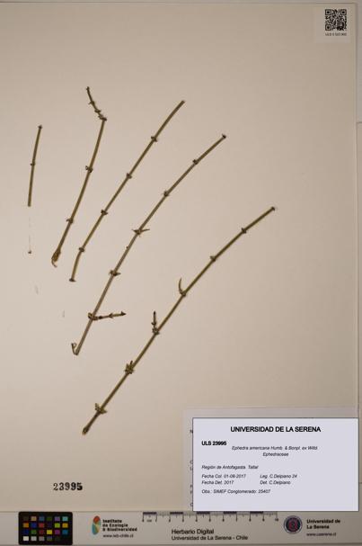 Ephedra americana [Espécimen: ULS:ULS:0023995]
