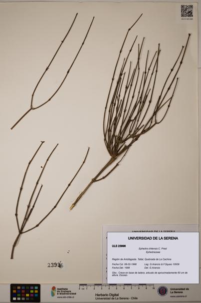 Ephedra chilensis [Espécimen: ULS:ULS:0023996]