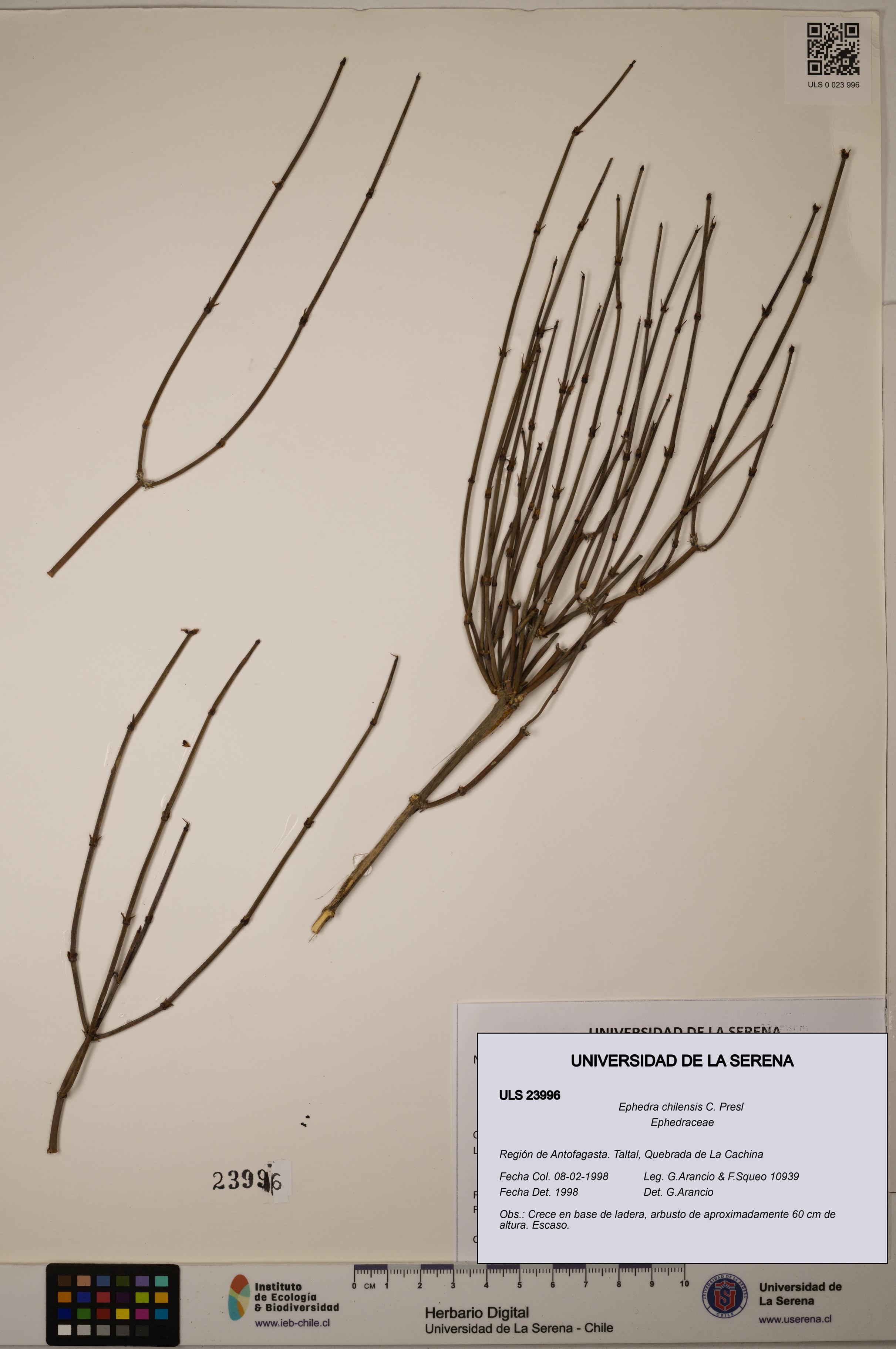 Ephedra chilensis [Espécimen: ULS:ULS:0023996]