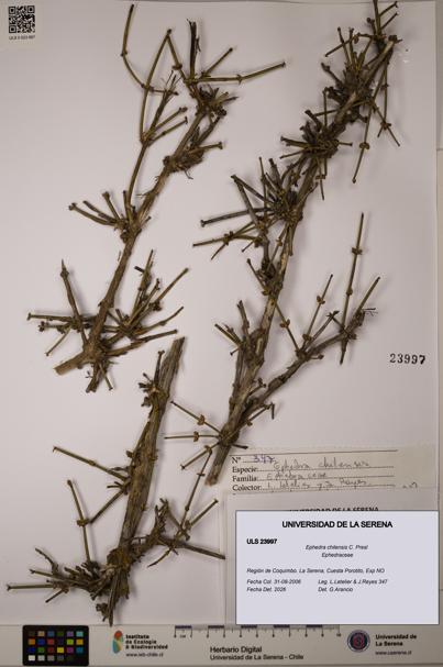Ephedra chilensis [Espécimen: ULS:ULS:0023997]
