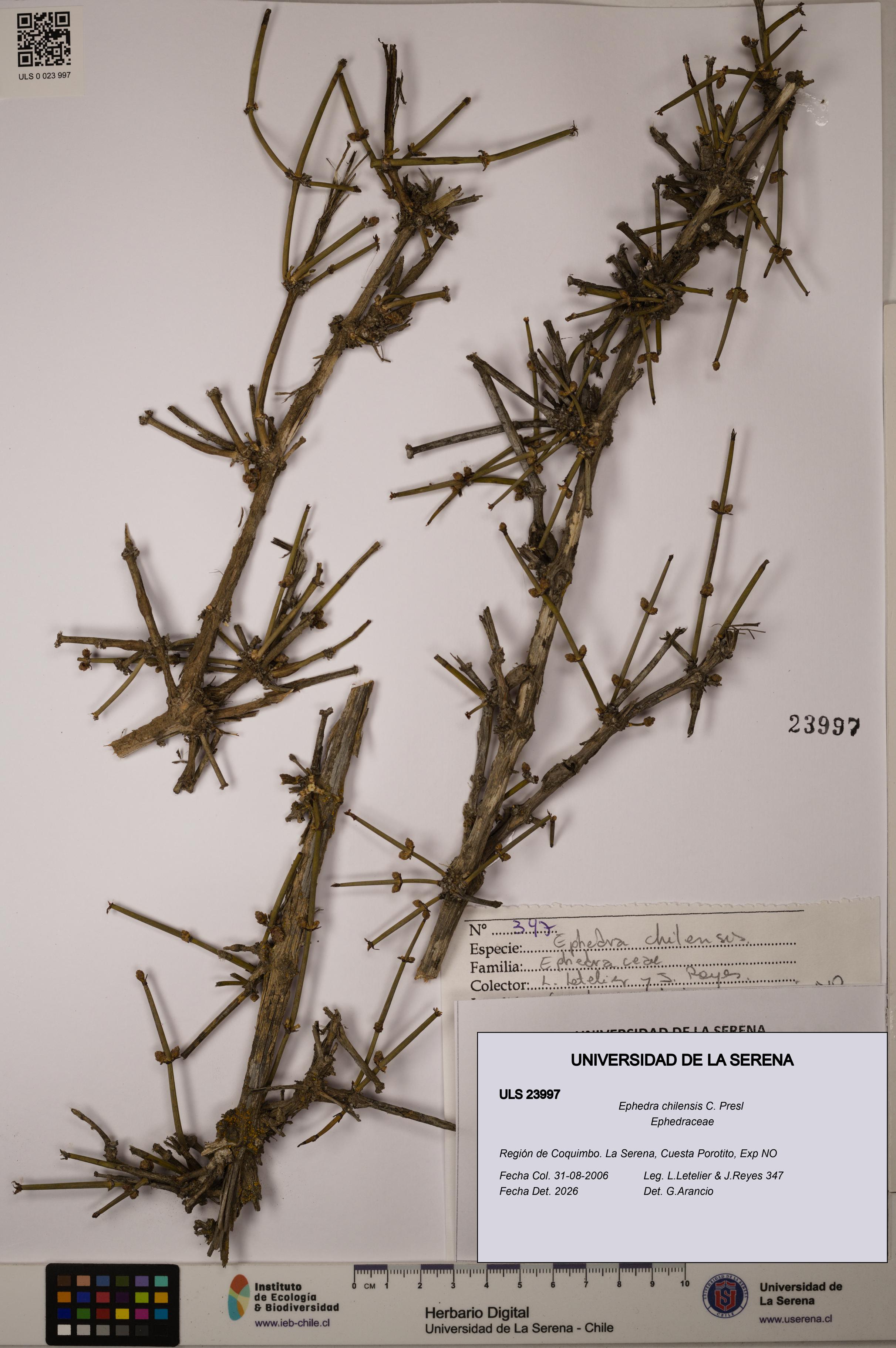 Ephedra chilensis [Espécimen: ULS:ULS:0023997]