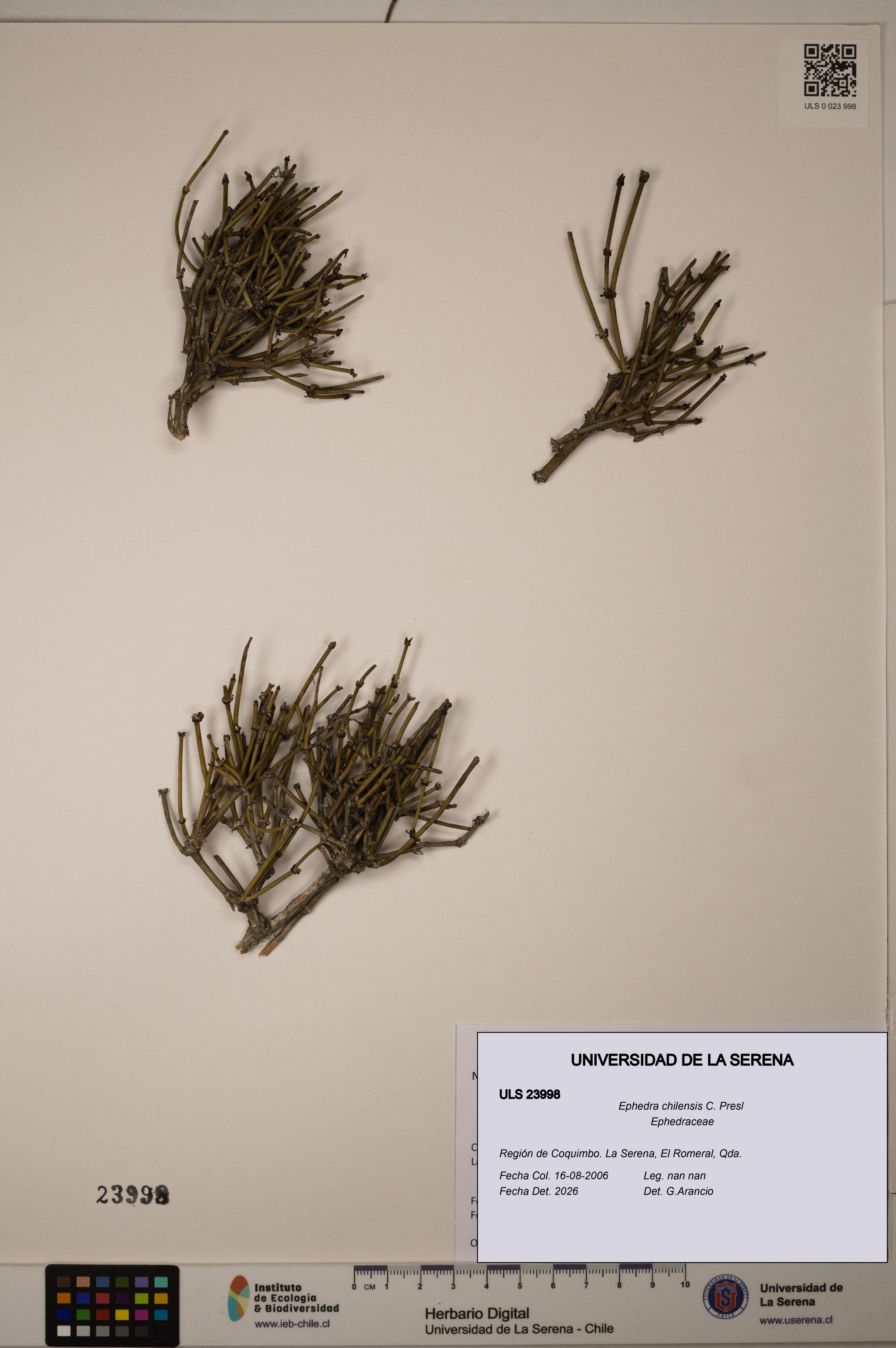 Ephedra chilensis [Espécimen: ULS:ULS:0023998]