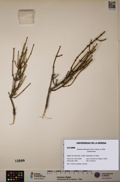Ephedra americana [Espécimen: ULS:ULS:0023999]