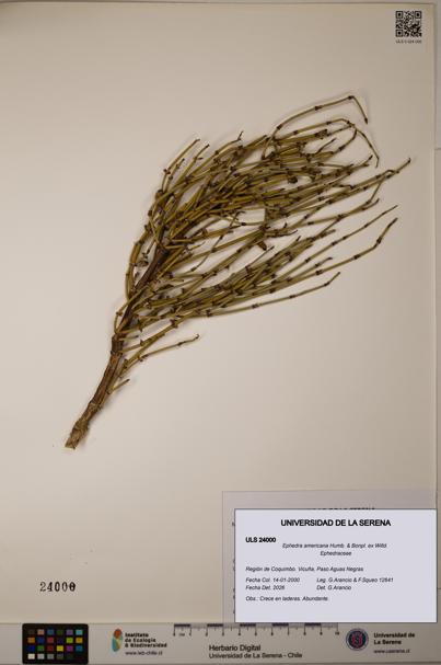 Ephedra americana [Espécimen: ULS:ULS:0024000]