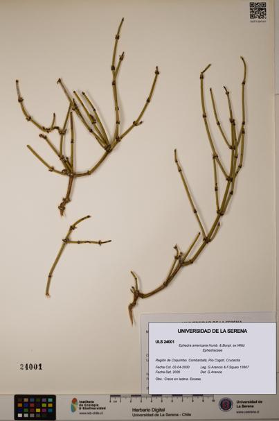 Ephedra americana [Espécimen: ULS:ULS:0024001]