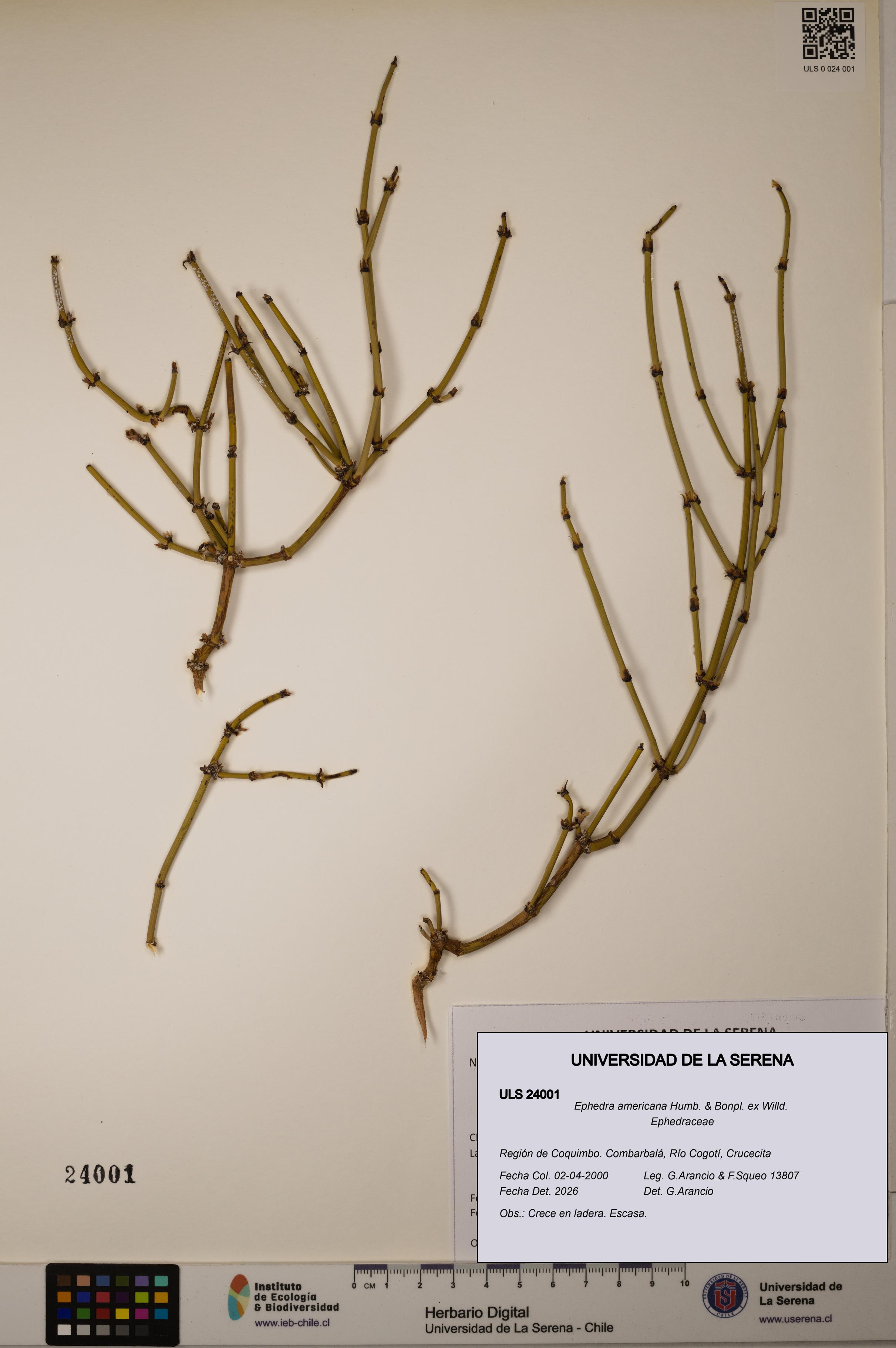 Ephedra americana [Espécimen: ULS:ULS:0024001]