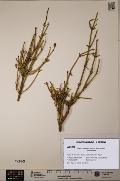 Ephedra americana [Espécimen: ULS:ULS:0024002]