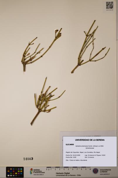 Ephedra americana [Espécimen: ULS:ULS:0024003]
