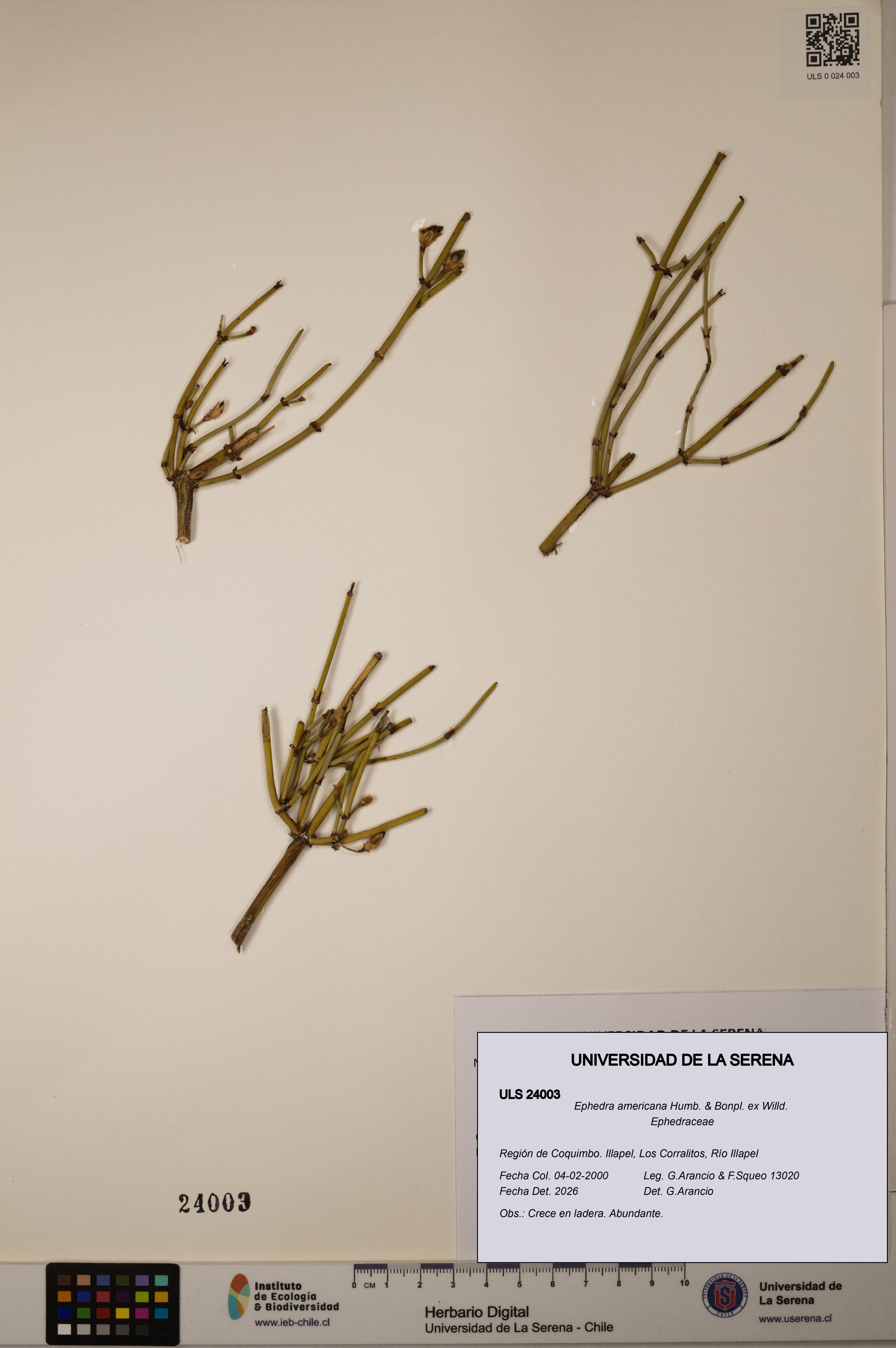 Ephedra americana [Espécimen: ULS:ULS:0024003]