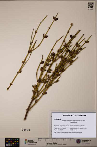 Ephedra americana [Espécimen: ULS:ULS:0024004]