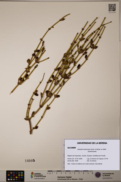 Ephedra americana [Espécimen: ULS:ULS:0024005]