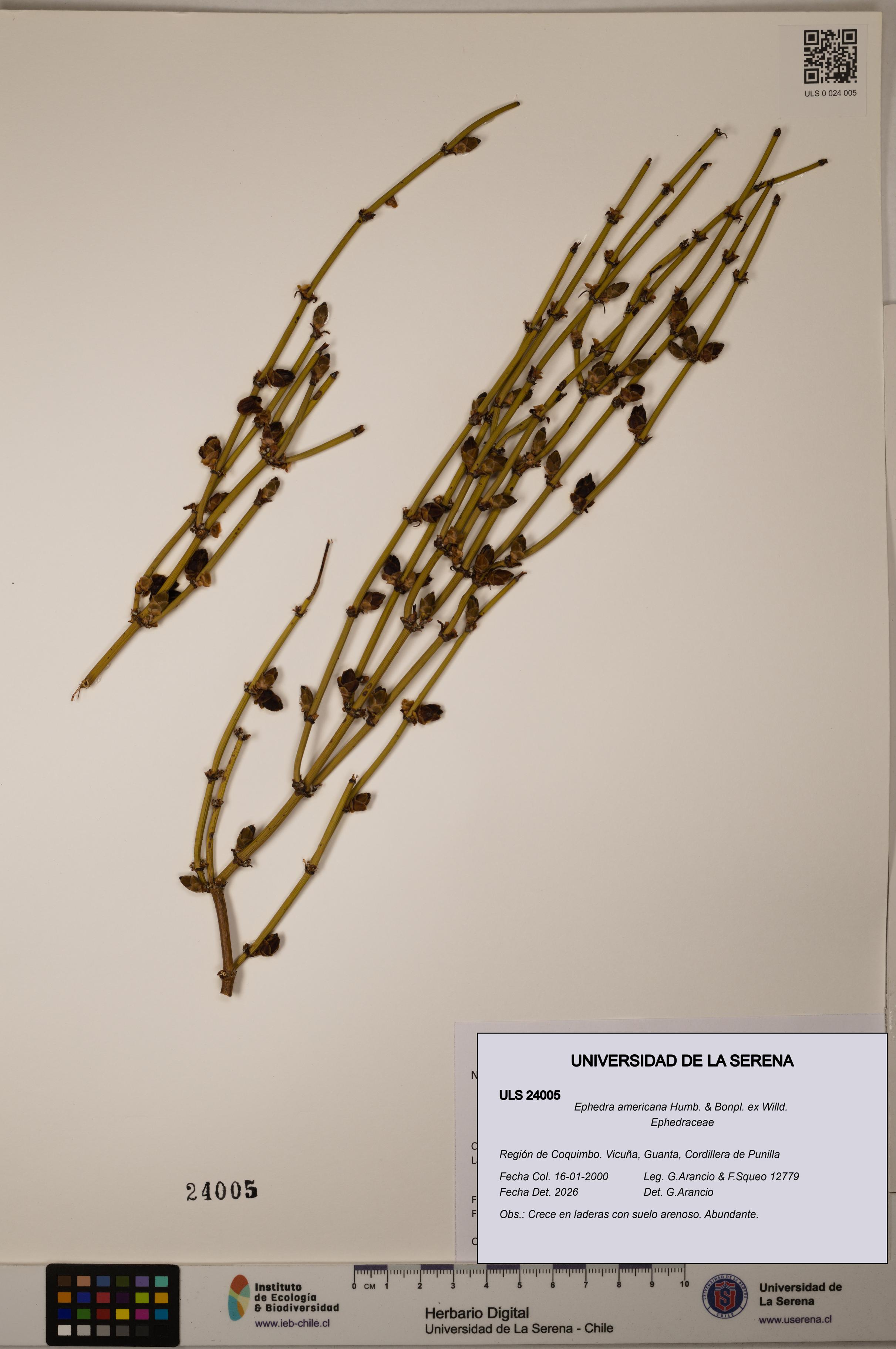 Ephedra americana [Espécimen: ULS:ULS:0024005]