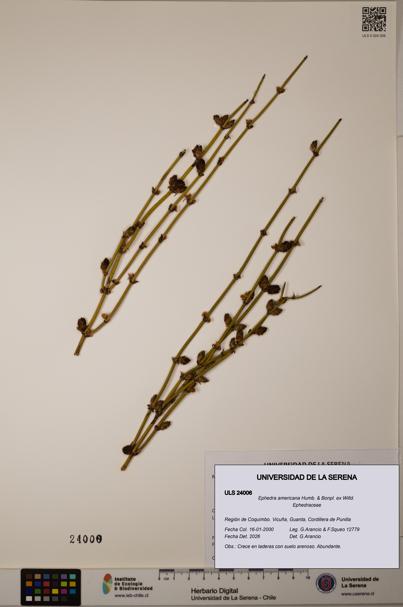 Ephedra americana [Espécimen: ULS:ULS:0024006]