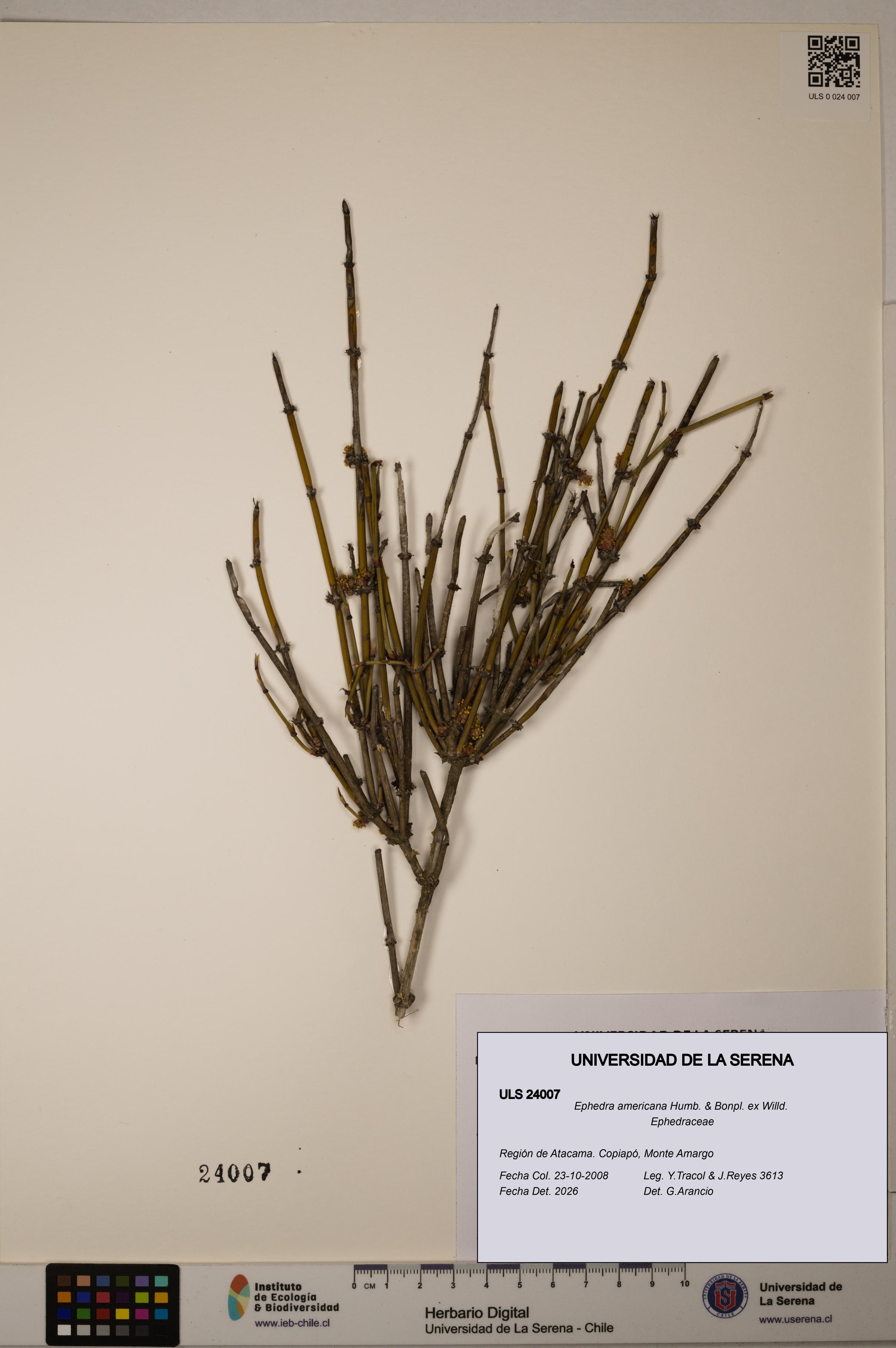 Ephedra americana [Espécimen: ULS:ULS:0024007]