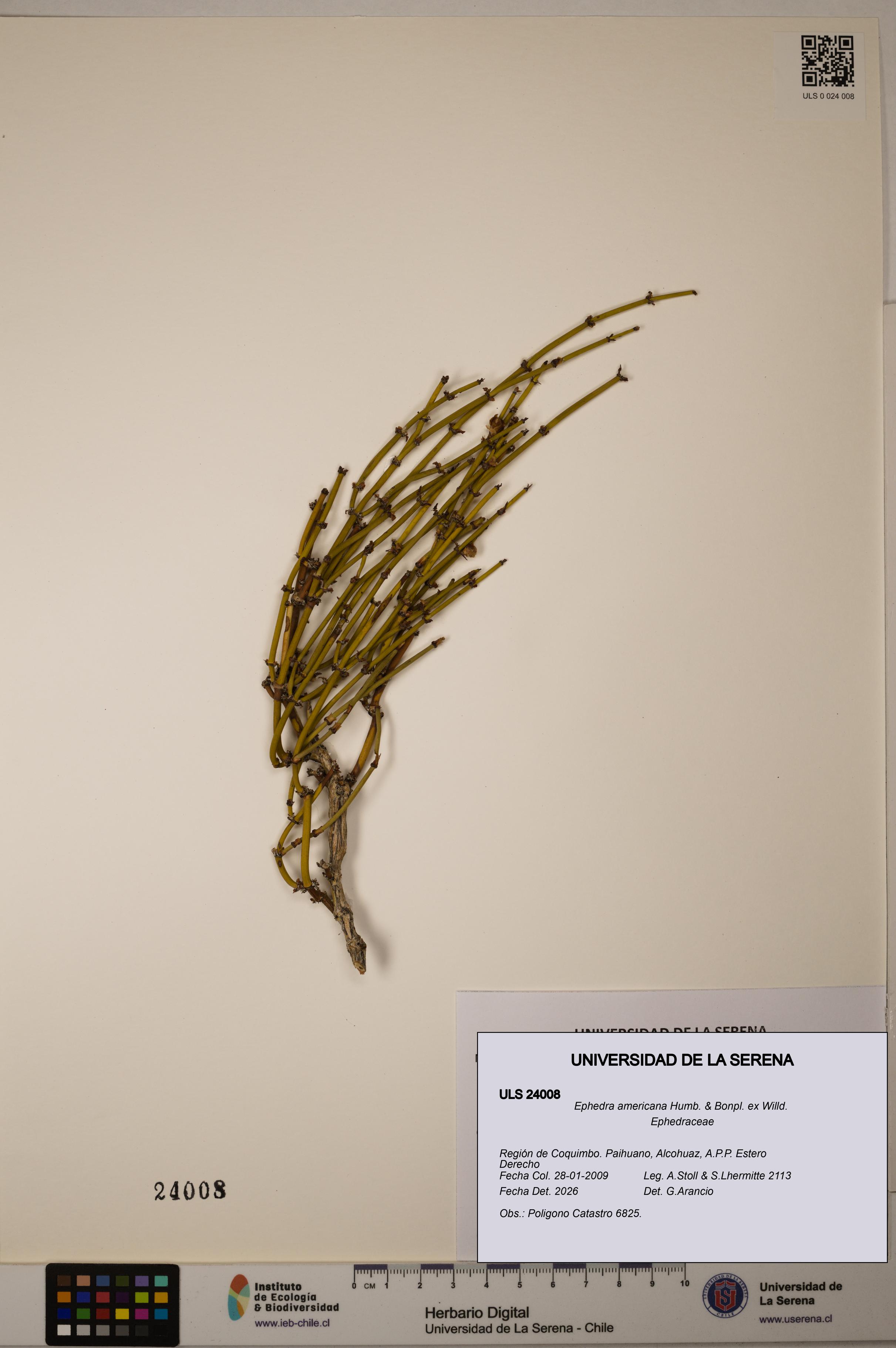 Ephedra americana [Espécimen: ULS:ULS:0024008]
