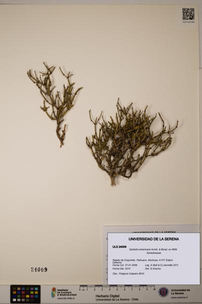Ephedra americana [Espécimen: ULS:ULS:0024009]