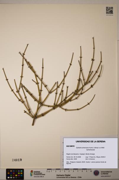 Ephedra americana [Espécimen: ULS:ULS:0024010]