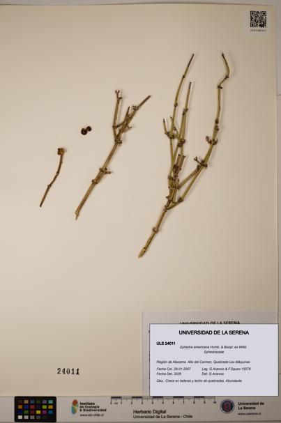 Ephedra americana [Espécimen: ULS:ULS:0024011]