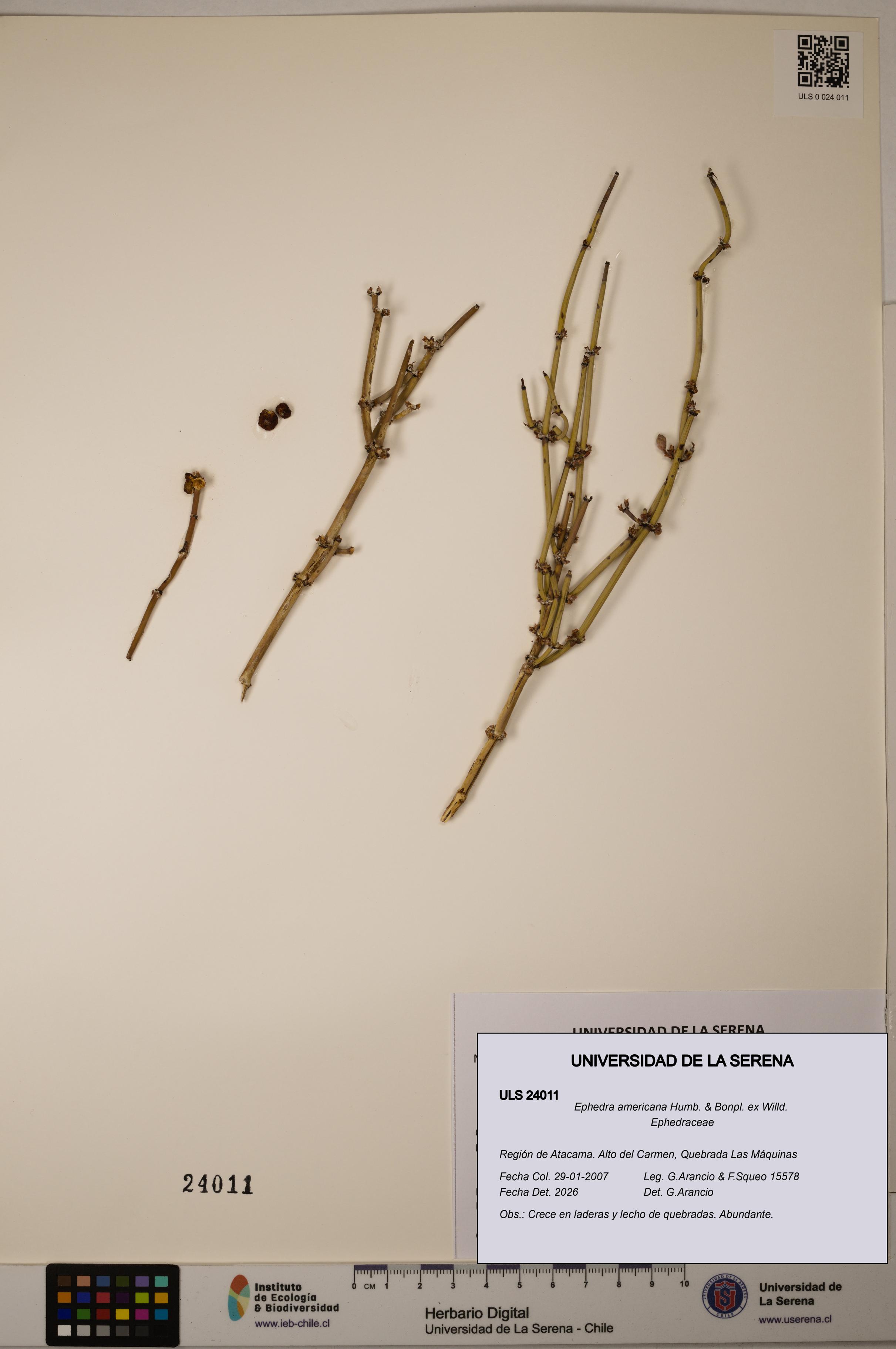 Ephedra americana [Espécimen: ULS:ULS:0024011]