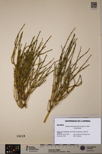 Ephedra americana [Espécimen: ULS:ULS:0024012]