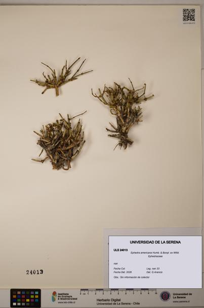 Ephedra americana [Espécimen: ULS:ULS:0024013]