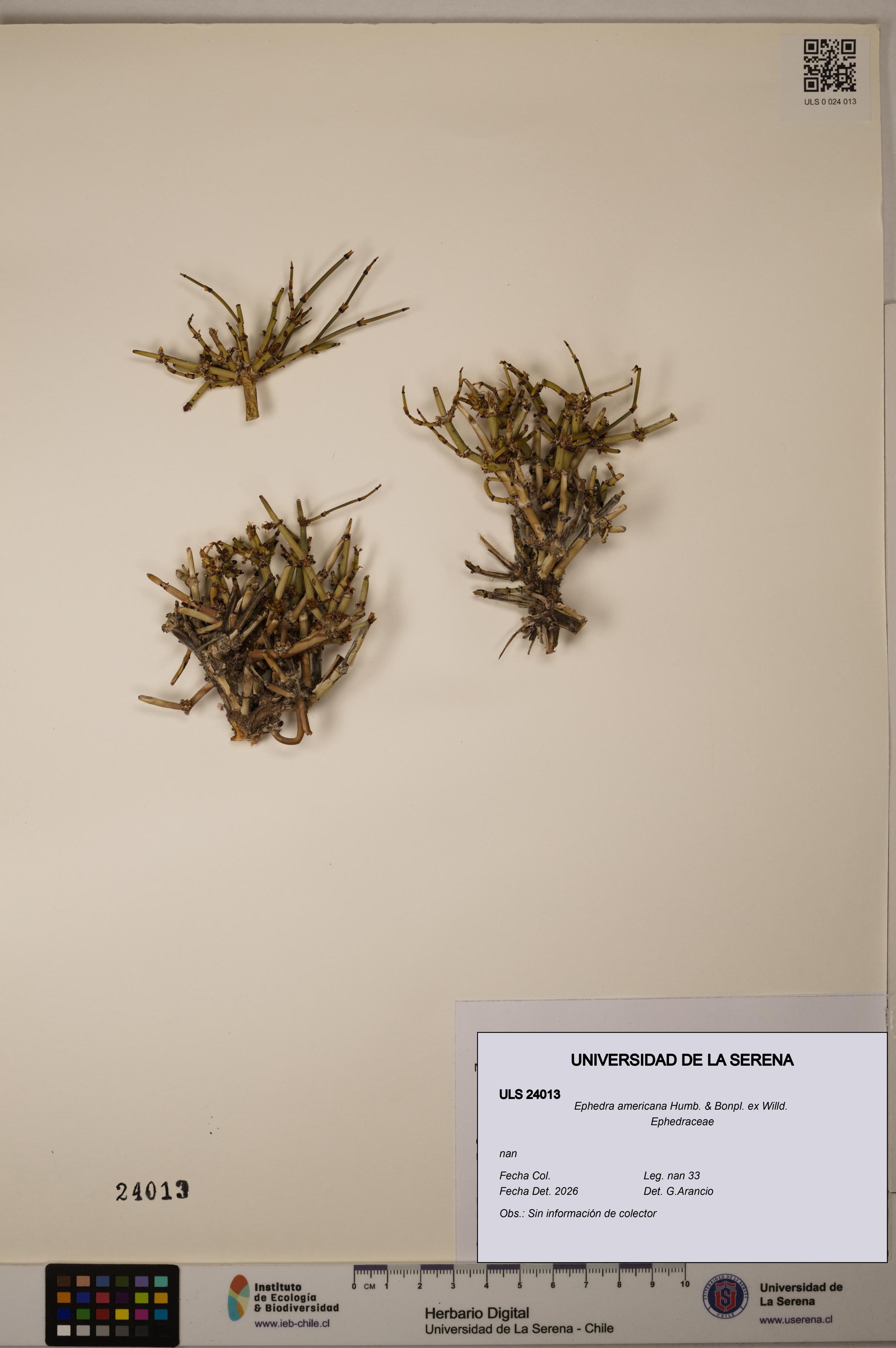 Ephedra americana [Espécimen: ULS:ULS:0024013]