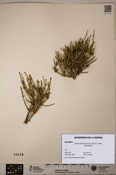 Ephedra americana [Espécimen: ULS:ULS:0024014]