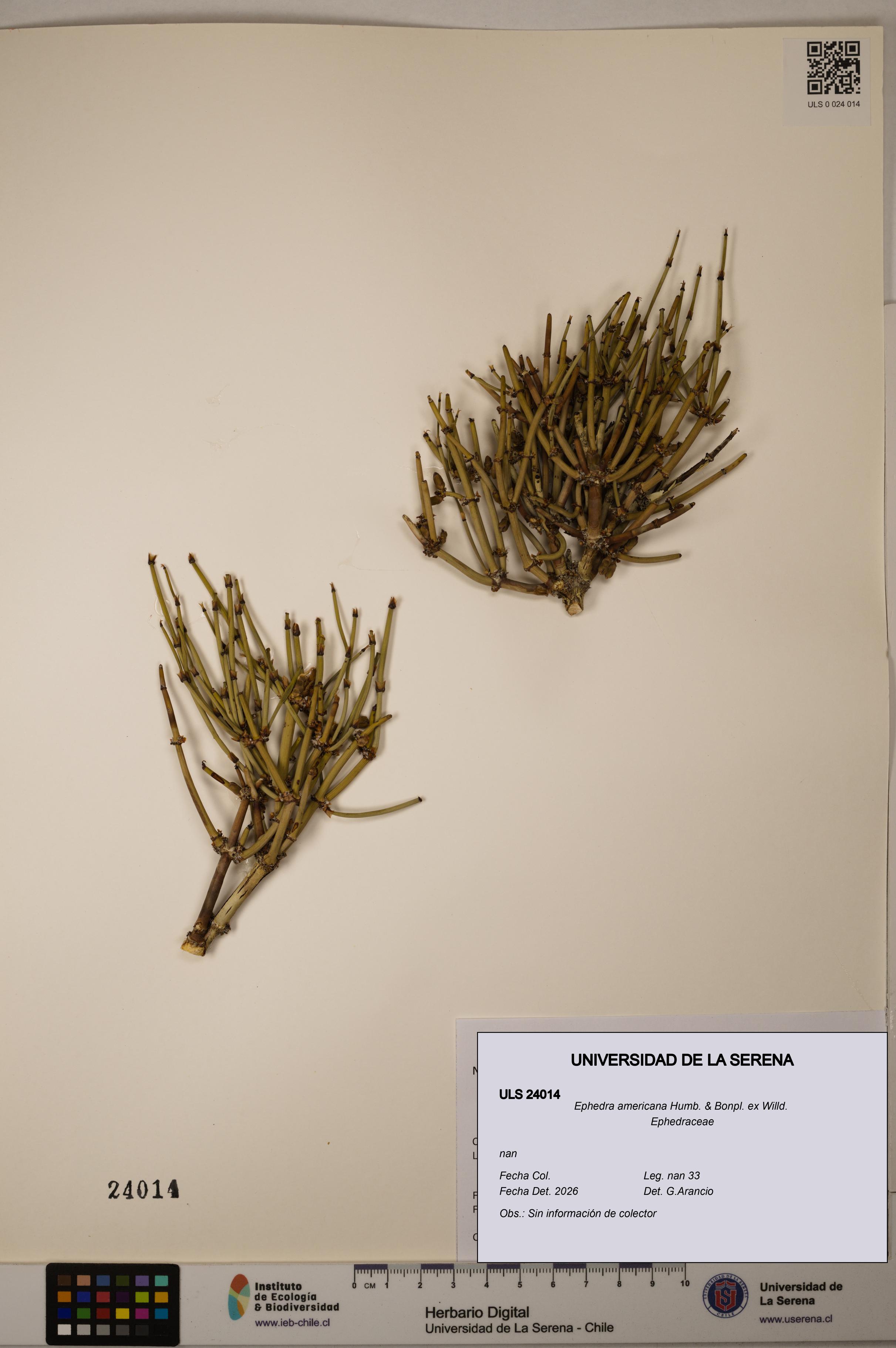 Ephedra americana [Espécimen: ULS:ULS:0024014]