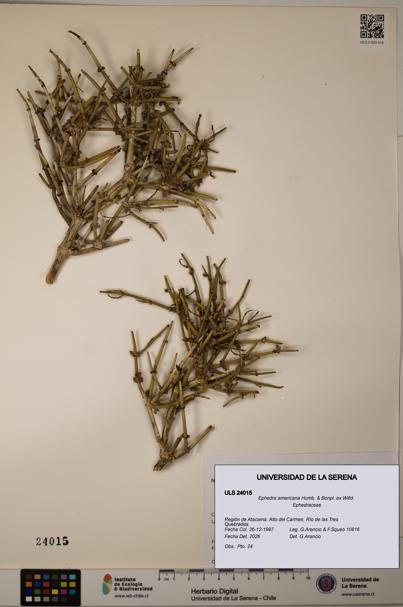 Ephedra americana [Espécimen: ULS:ULS:0024015]
