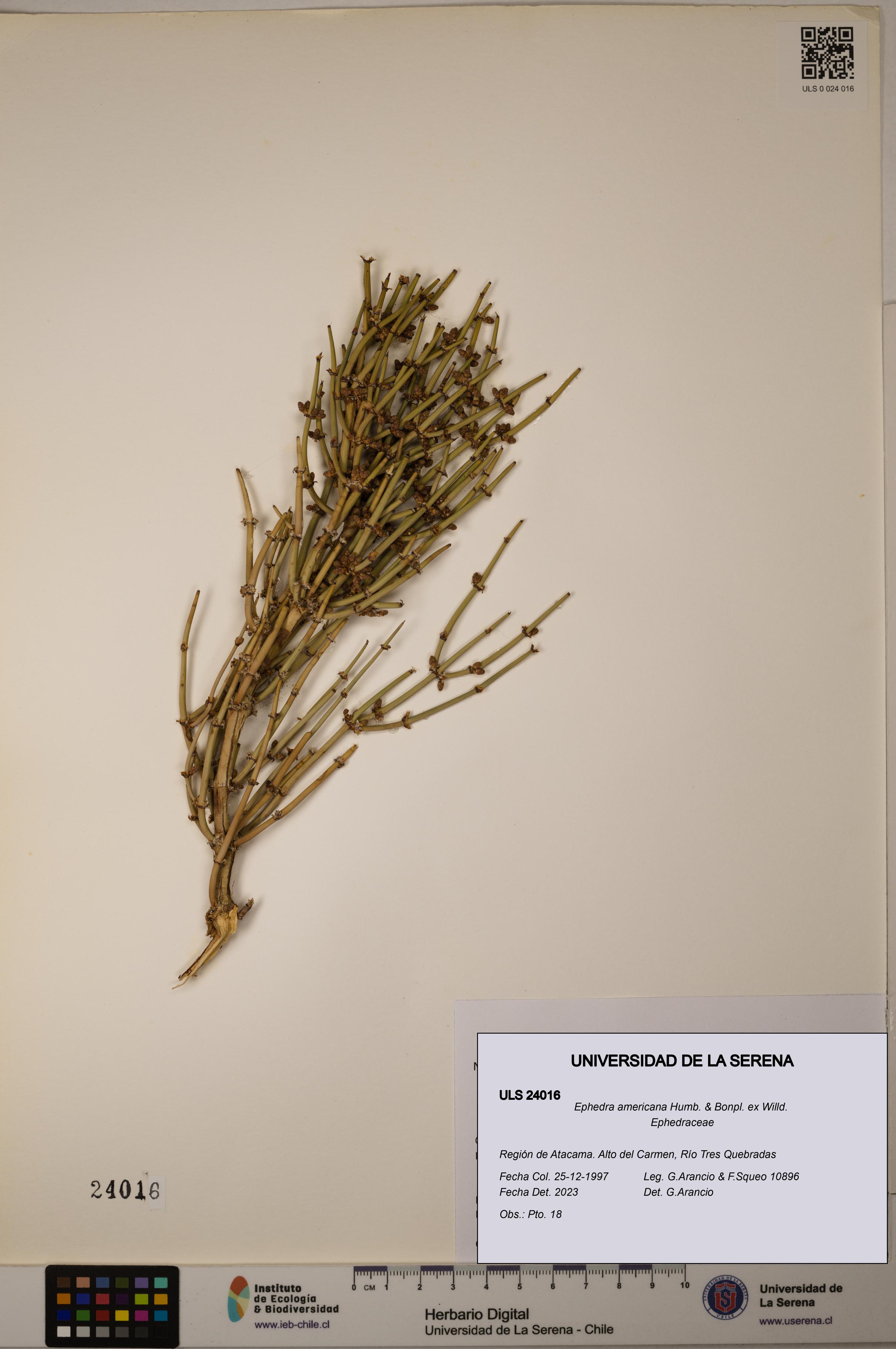 Ephedra americana [Espécimen: ULS:ULS:0024016]