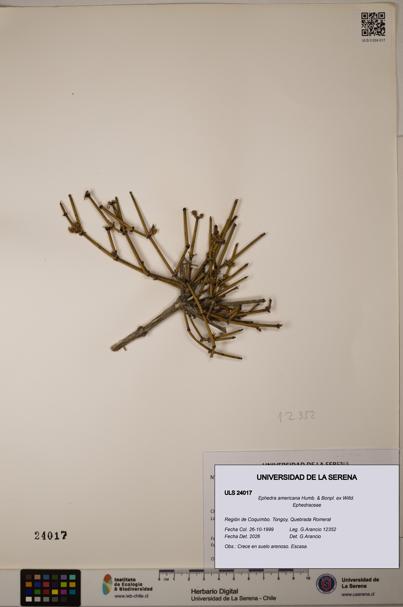 Ephedra americana [Espécimen: ULS:ULS:0024017]