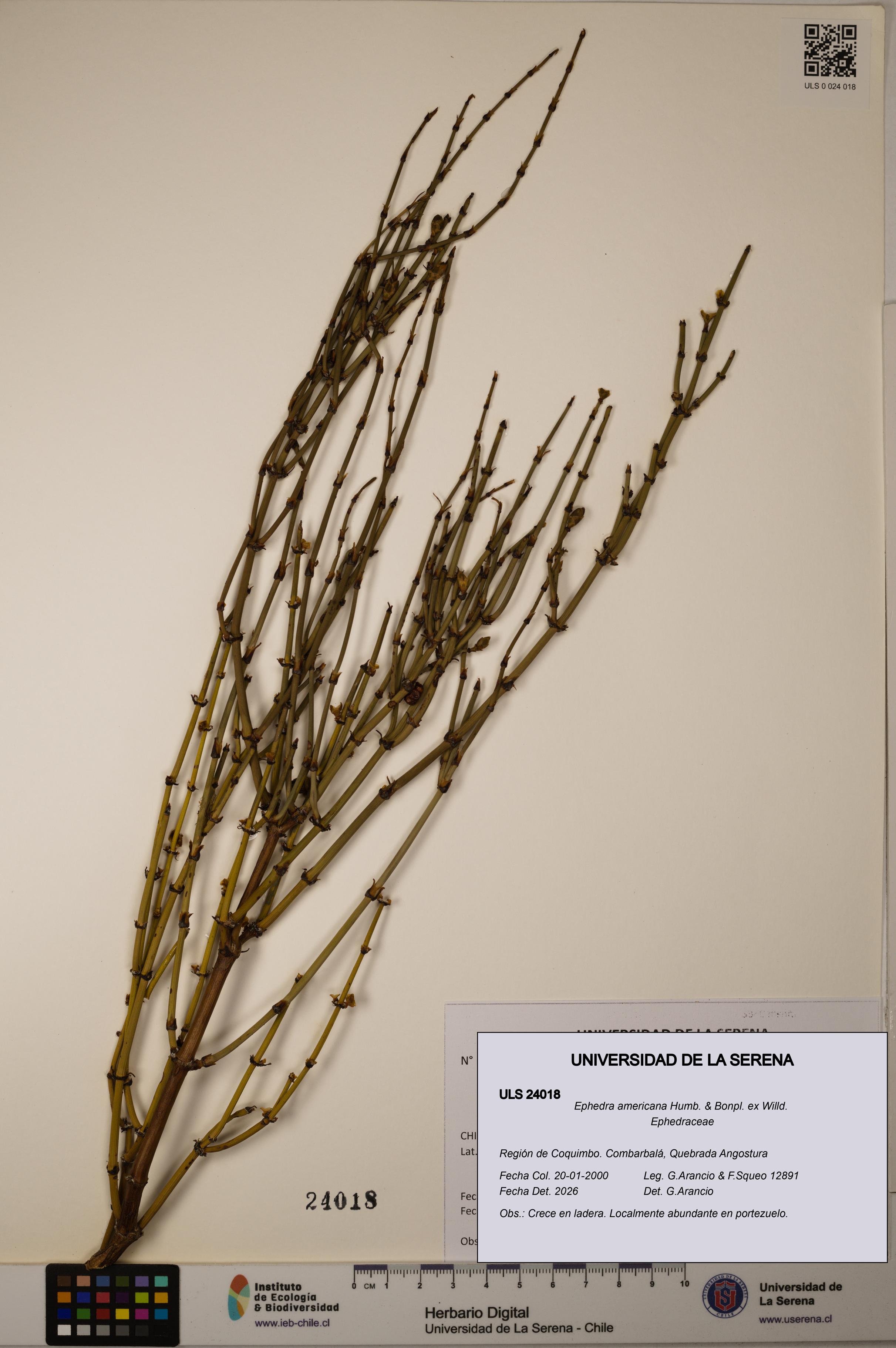 Ephedra americana [Espécimen: ULS:ULS:0024018]