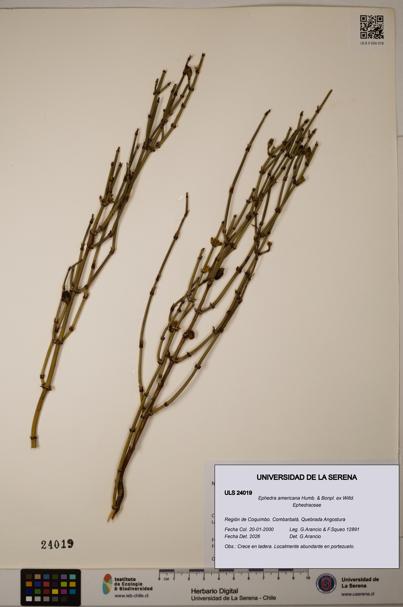 Ephedra americana [Espécimen: ULS:ULS:0024019]