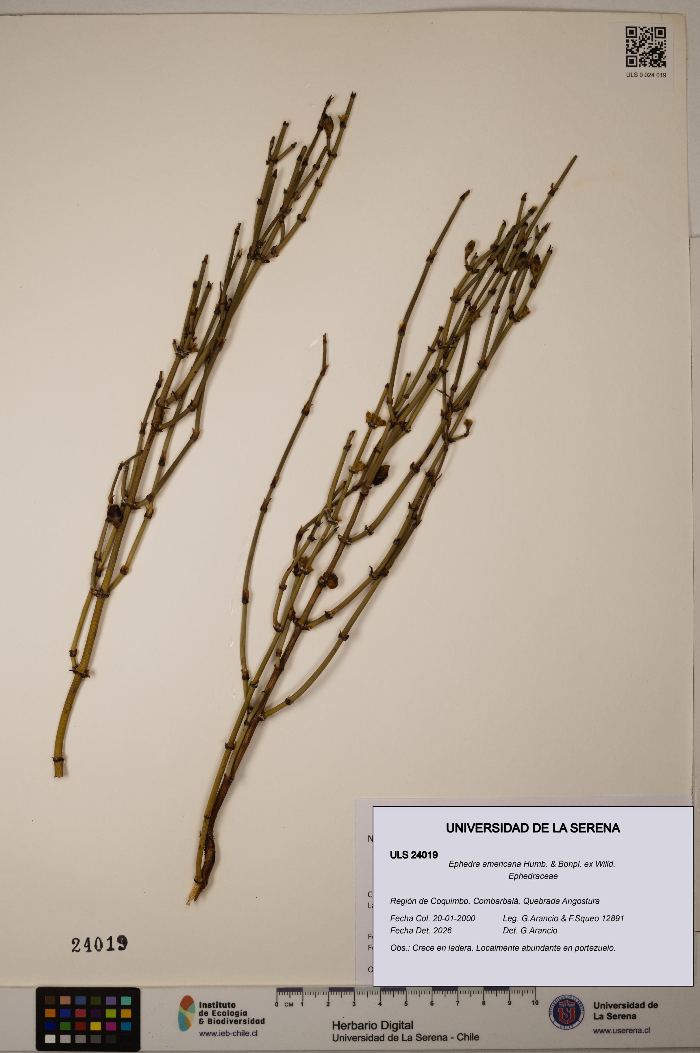 Ephedra americana [Espécimen: ULS:ULS:0024019]