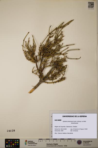Ephedra americana [Espécimen: ULS:ULS:0024020]