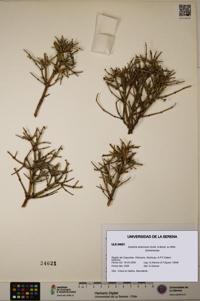 Ephedra americana [Espécimen: ULS:ULS:0024021]