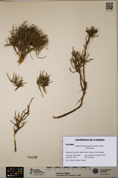 Ephedra americana [Espécimen: ULS:ULS:0024022]