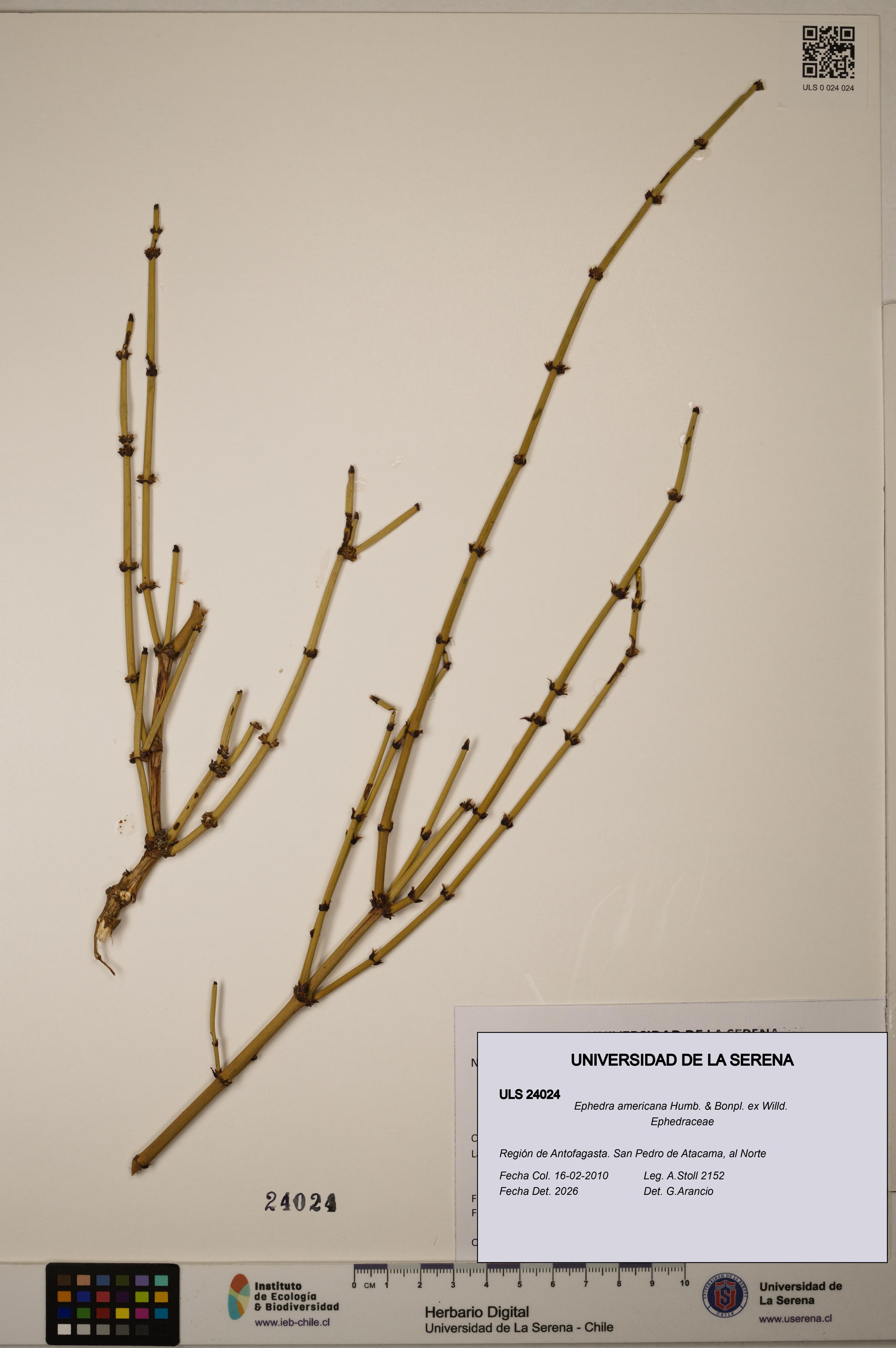 Ephedra americana [Espécimen: ULS:ULS:0024024]