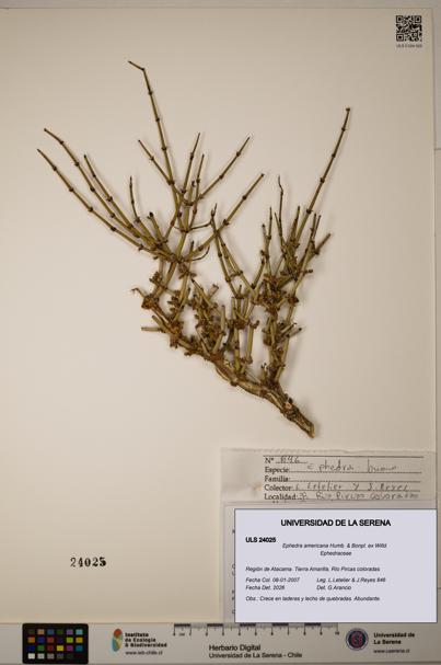 Ephedra americana [Espécimen: ULS:ULS:0024025]