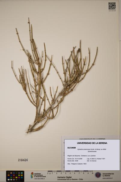 Ephedra americana [Espécimen: ULS:ULS:0024026]