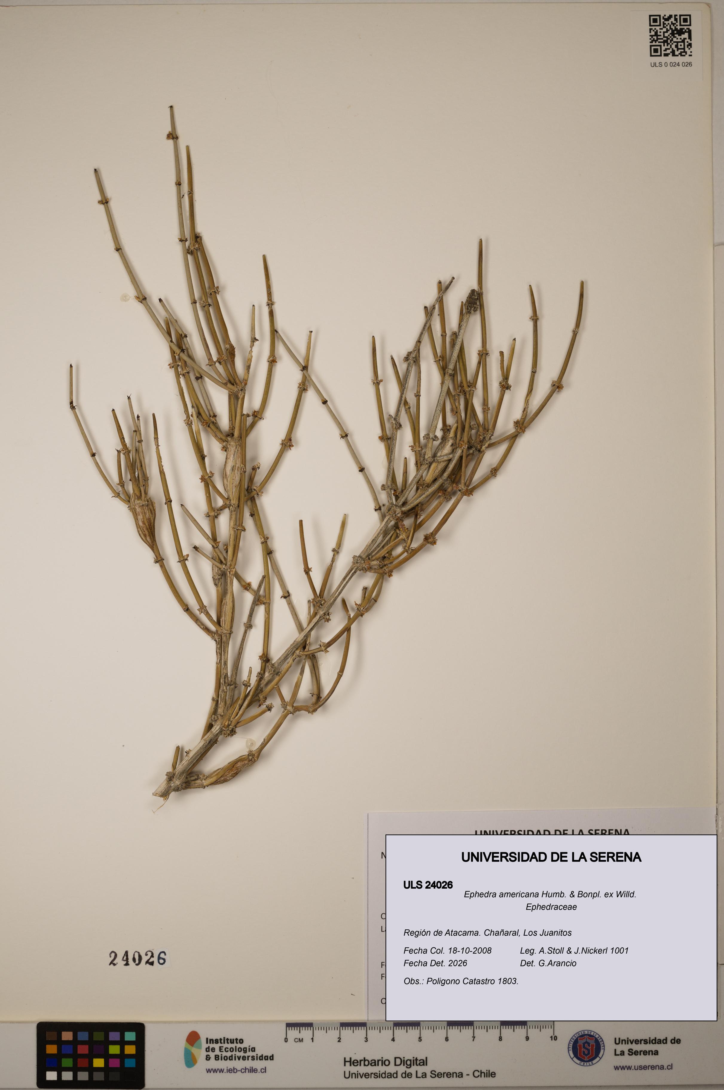 Ephedra americana [Espécimen: ULS:ULS:0024026]