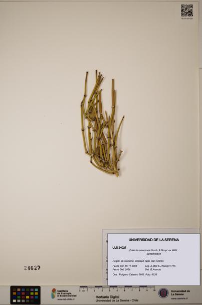 Ephedra americana [Espécimen: ULS:ULS:0024027]