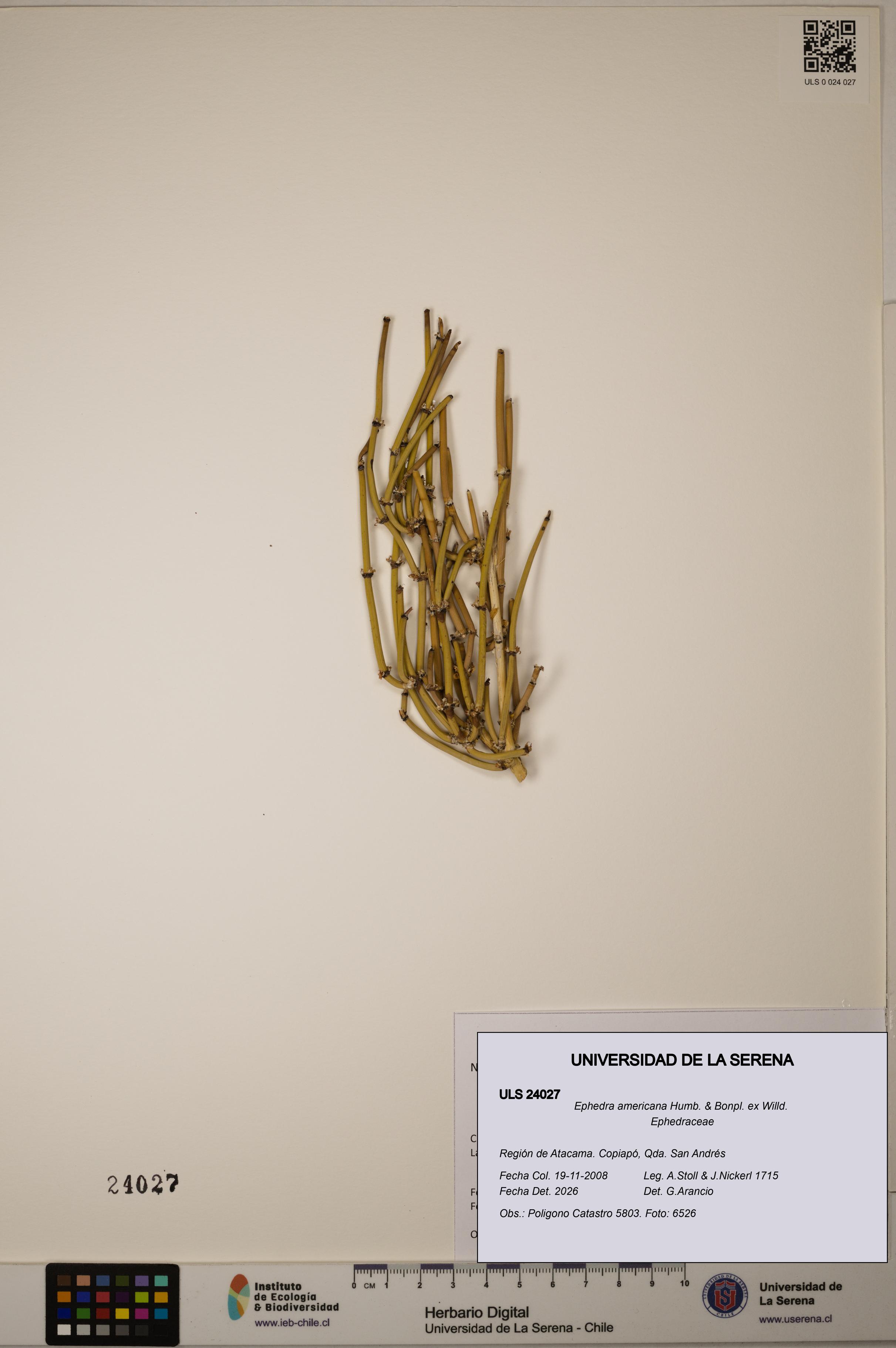 Ephedra americana [Espécimen: ULS:ULS:0024027]