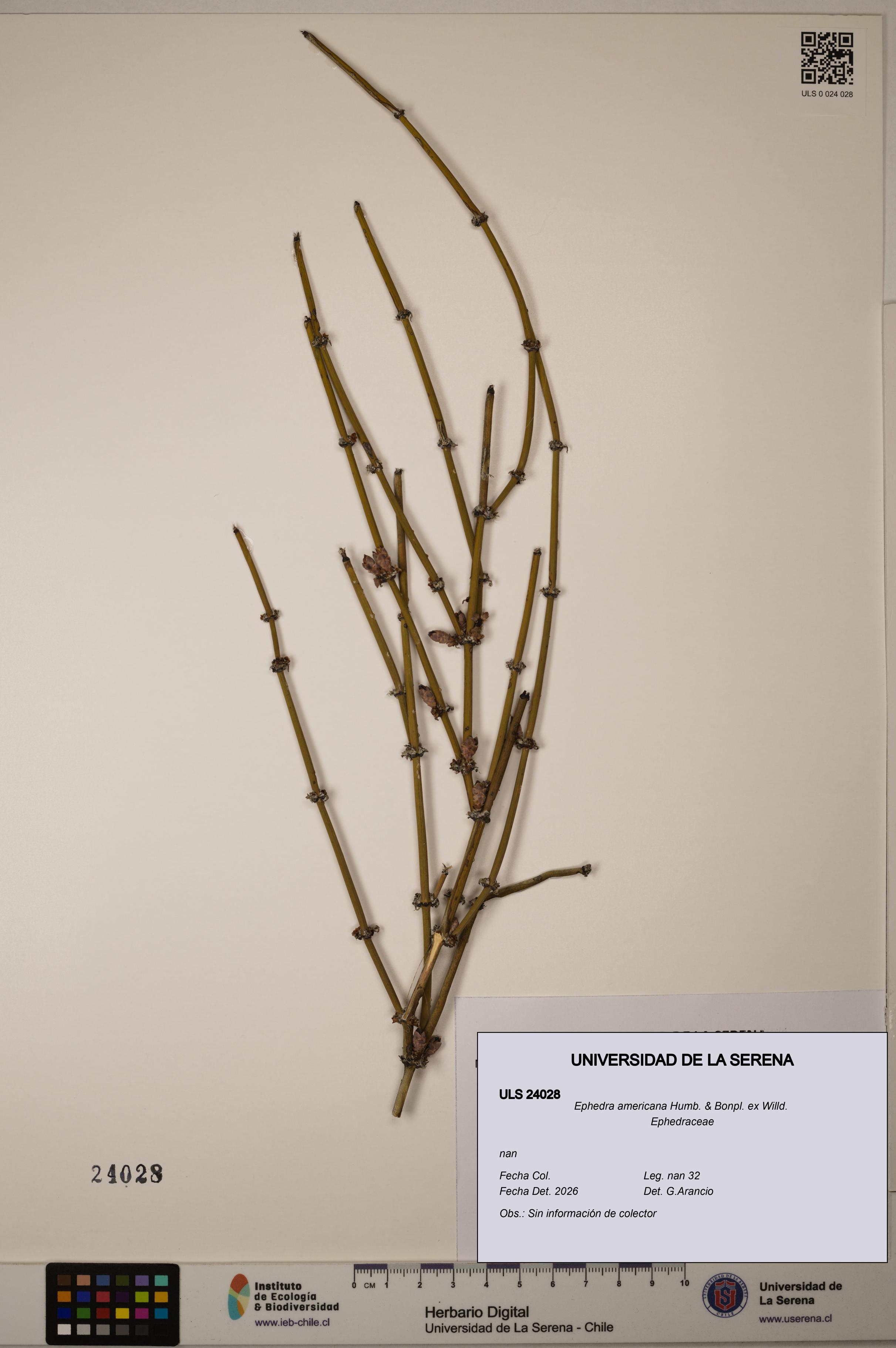 Ephedra americana [Espécimen: ULS:ULS:0024028]